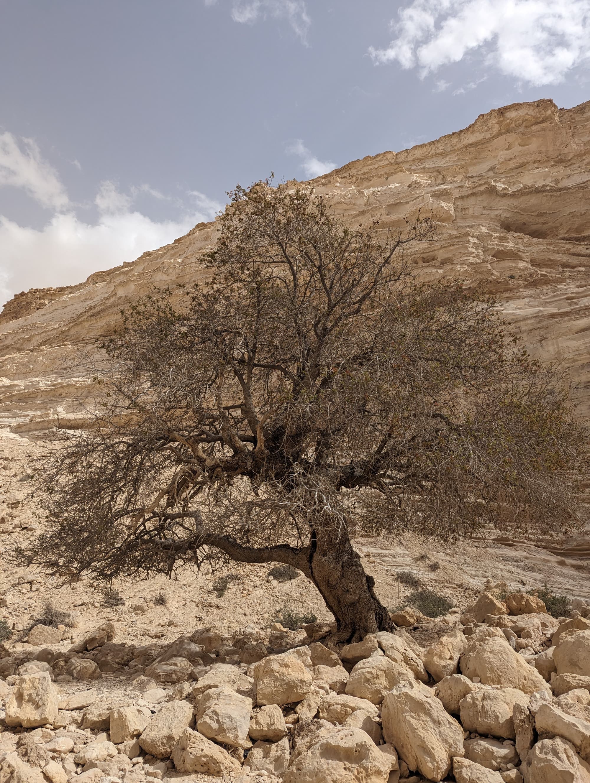 Arava